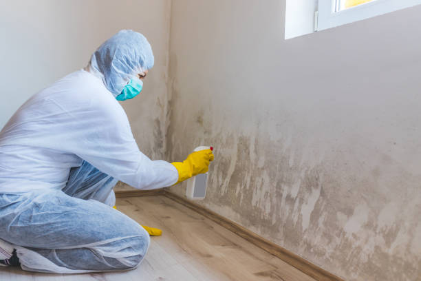 Licensed Basement Mold Removal service in Richboro, PA - WQB Mold Removal