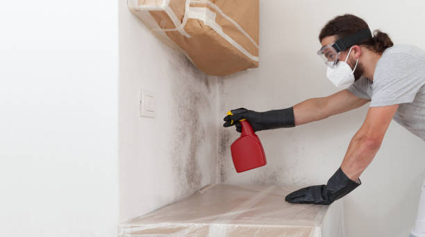 Professional Basement Mold Removal technician working in Richboro, PA