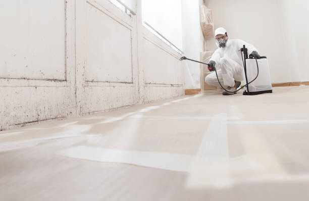24/7 Emergency Basement Mold Removal experts in Richboro, PA