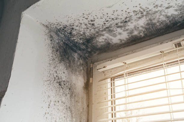 Affordable Basement Mold Removal solutions in Richboro, PA