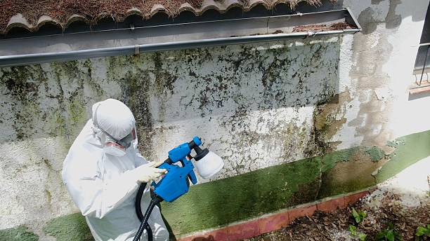 Top rated local Basement Mold Removal specialists in Richboro, PA